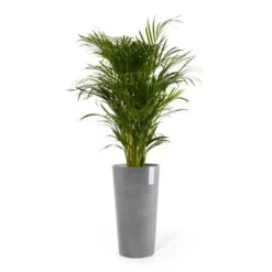 Pflanzgefäß 'Amsterdam Midi', Grau, Ø 34 X H 66 Cm 3 Pflanzgefäß 'Amsterdam Midi', Grau, Ø 34 X H 66 Cm -Gartengeschäft 3210104148 pflanzgefaess amsterdam midi 117459