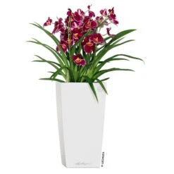 LECHUZA Cubico Premium 40, Weiß Hochglanz, All-in-One-Set, 40 X 40, H:75 Cm -Gartengeschäft 3325100114 CubicoPremium22 weiss All in One Set 22x22x41cm RGB 2 7572