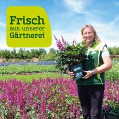 Bio Flammenblume 'Franz Schubert' Hellviolett, Topf-Ø 11 Cm, 3er-Set -Gartengeschäft frau setz eigenproduktion 23