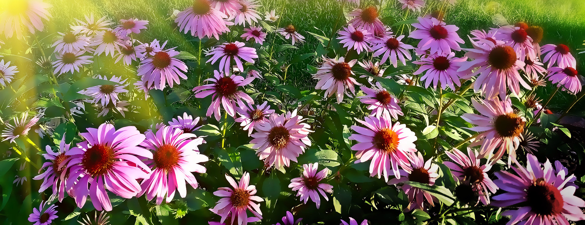 Gartengeschäft -Gartengeschäft photo 1440539724152 082543aaa376